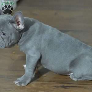 Misty, French Bulldog Puppy
